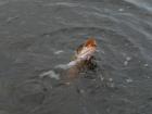 Privlac_ASNEN_2009_II_cast-067.JPG